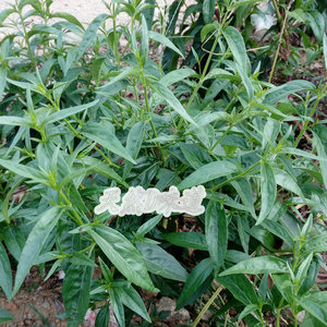 穿心莲新鲜枝叶绿植晒干一见喜苦胆草金香草金耳钩印度苦草特价
