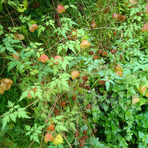 小果倒地铃新鲜绿植金丝苦楝假苦瓜鬼灯笼粽子三角藤干品特价中