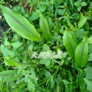 莪术新鲜郁金中药材青姜野生黑心姜绿植地下块茎可做种苗拍多特价