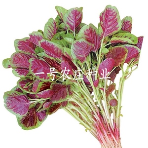 苋菜种籽籽种子种孑一点红青白绿菜盆栽蔬菜蔬菜种子菜种春季四季
