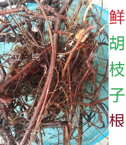 【美丽胡枝子】美丽胡枝子品牌,价格 - 阿里巴巴