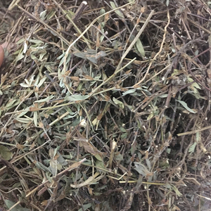 三叶人字草新鲜鸡眼草晒干苍蝇翅农家纯晒干乌蝇羽潮汕中草药野外