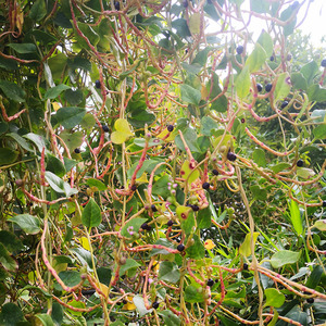 新鲜落葵野生藤三七现采落葵薯洋落葵珠芽潮汕青草药500g藤菜蔠葵