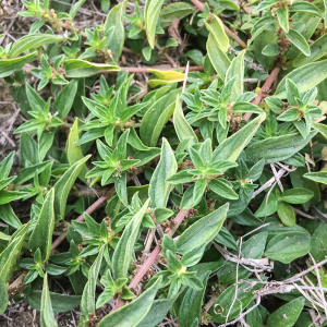 新鲜雾水葛农家咄脓膏头糯米藤根消脓天然雾水葛根 整棵500克包邮