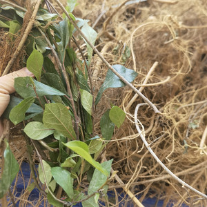 深山牛铃树新鲜潮汕农家牛奶树根煲汤琴叶榕中草药材枝叶正品泡水