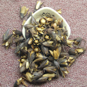 香椿树花