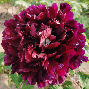 【黑夫人】菏泽正宗观赏牡丹花苗 黑色系精品木本庭院地栽