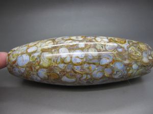 法螺天珠海螺化石