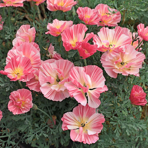 花菱草加州虞美人盆栽苗 冬季耐寒春季草花阳台花园盆栽开花植物