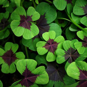 四叶草盆栽苗阳台开花酢浆草多年生宿根耐寒耐热幸运草植物花苗