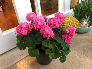 直立天竺葵【重彩小天使】