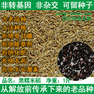 黑糯米稻 古老品种 水稻谷种子 非转基因非杂交 可留种传统常规稻