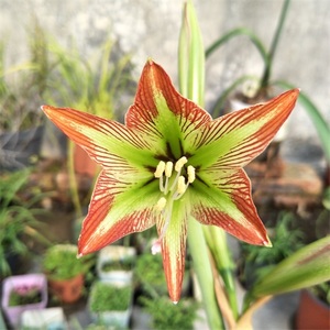 00水清天蓝7958淘宝朱顶红猫凤,母球5.