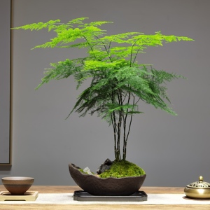 新中式大文竹盆栽植物室内大型盆景四季常青绿植花卉好养种易活