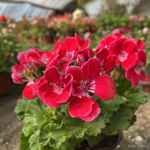 进口天竺葵红丝绒宝石花球带花苞北京货花卉盆栽客厅阳台四季开花