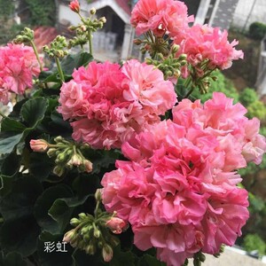 天竺葵盆栽花卉彩虹带花苞四季开花成花球阳台庭院净化空气防辐射