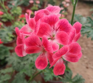 柠檬香叶天竺葵盆栽花卉直立驱蚊草带花苞北京发货阳台庭院室内苗