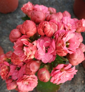 新品长寿花重瓣吉他重瓣长寿花四季常开带苞发货阳台庭院