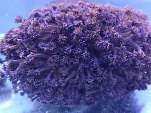 海水珊瑚火柴头