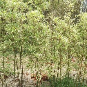 花叶唐竹阳台净化空气庭院新奇富贵竹彩色观赏竹盆景特价自产自销