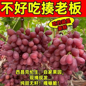 脆甜无籽红提现摘现发西昌新鲜克伦生葡萄应季水果5斤包邮