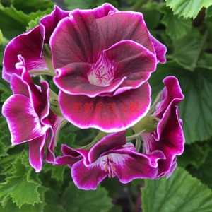 天竺葵花苗 天使之眼黑骑士 阳台庭院盆栽花卉花苗