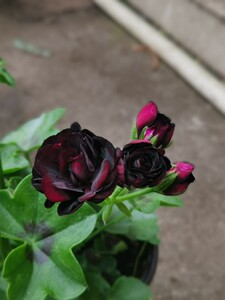 天竺葵 垂吊天汤米黑玫瑰 四季开花阳台庭院花园室内盆栽