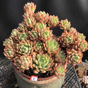 马库斯老桩多肉植物一物一拍大株手捧花室内盆栽吸甲醛猫九的肉铺