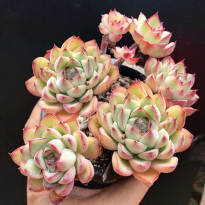 荷花多肉植物一物一拍吸甲醛樱桃老桩室内阳台新手好养猫九的肉铺