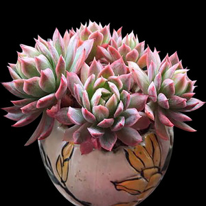 蓝安娜火焰杯多肉