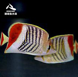 热带鱼小丑鱼