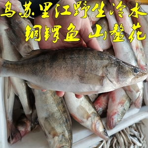 乌苏里江特产 冷水铜锣鱼 乌苏里江铜锣鱼山鳌花鱼黑龙江三花五罗