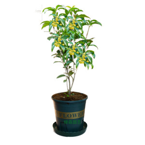 成都桂花盆栽四季开花卉植物室内庭院花月月桂阳台庭院树苗浓香型