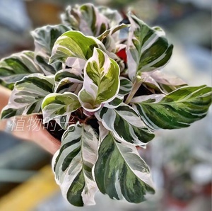 植物时光 白油画竹芋calathea fusion white ins风网红植物盆栽