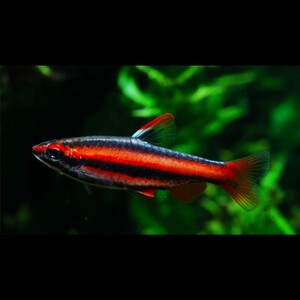 大铅笔鱼观赏鱼