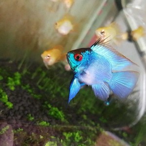 宝蓝凤凰球鱼 蓝波子鱼 淡水热带观赏鱼活体 易繁殖 满额包邮