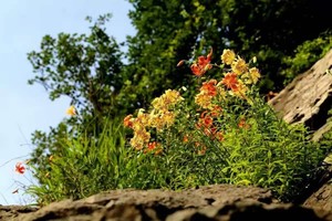 耐寒黄卷丹百合花南北方庭院栽培过冬室内盆栽耐热多年生当年开花