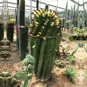 实生巨鹫玉 超大型沙漠多肉植物景观工程庭院植物 富贵玉仙人球