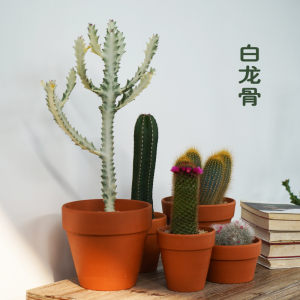 白龙骨稀有多肉仙人掌大戟科柱形造景沙生植物室内防辐射盆栽