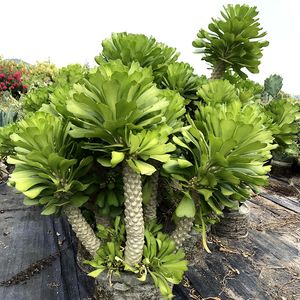 扇贝麒麟 圣贝麒麟植物大戟科仙人柱 贝信麒麟锦室内沙漠植物景观