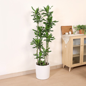 双木林螺纹铁植物步步高升大型室内盆栽客厅净化空气造型绿植四季