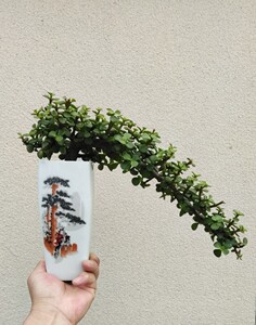 酒瓶花盆 金枝玉叶悬崖桩小盆景.