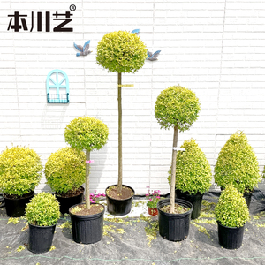 亮晶小叶女贞球形柠檬之光各种造型树四季常青棒棒糖植物庭院门厅