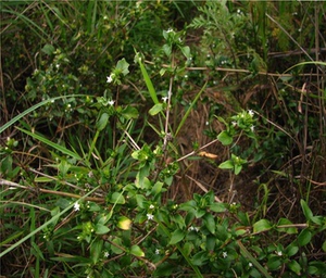 野生新鲜白马骨 六月雪 鸡骨柴 满天星 路边姜路边金 荆 一斤包邮