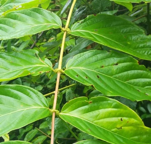 新鲜勾钩藤 鹰爪风 双钩藤大山 钓钩藤野生 吊藤 金勾藤 倒挂刺