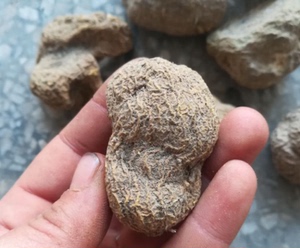 恩施大山野生晒干地苦胆 雪胆 九牛胆 九莲子 九龙胆 金果 金牛胆