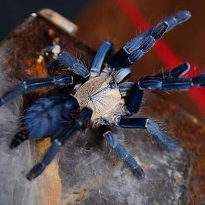 印尼金背地老虎蜘蛛活体食鸟蛛1.5-2厘米幼体蓝色成体