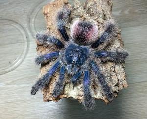 秘鲁紫粉趾宠物蜘蛛2cm温顺可爱可上手成体可达15cm