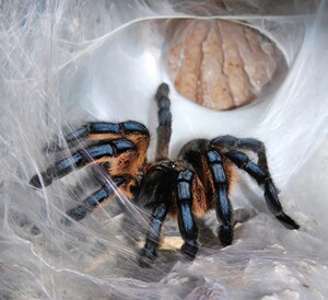 南非蓝腿巴布hp2cm 蜘蛛活体宠物蜘蛛无毒超大活物火玫瑰蜘蛛