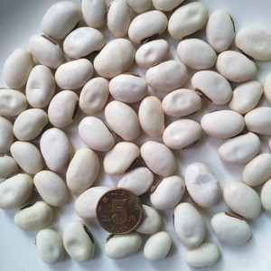出售农产品白刀豆籽 白凤豆  药食两用 散装筛选 洋刀豆 种植简单
